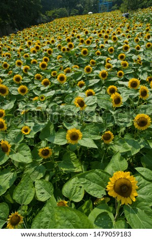 The name of these flowers is Sunflower.
Scientific name is Helianthus annuus L.
