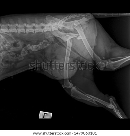 x ray pelvic and left tibial and fibular fracture dog side view 