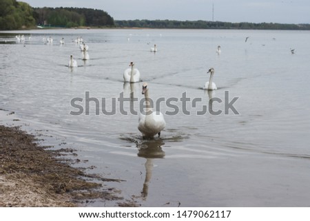 beautiful swan flock swimming in lake outdoors wild nature. group of white birds gracefully posing in pond reflecting in water.