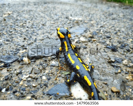 the fire salamander looks away