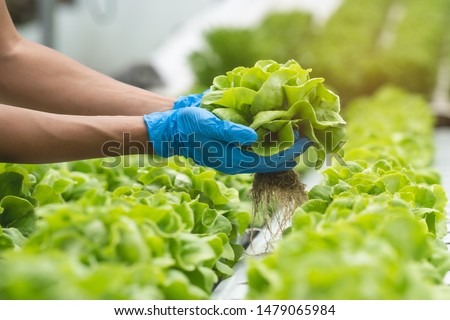 close up view hands of farmer picking lettuce in hydroponic greenhouse. Royalty-Free Stock Photo #1479065984