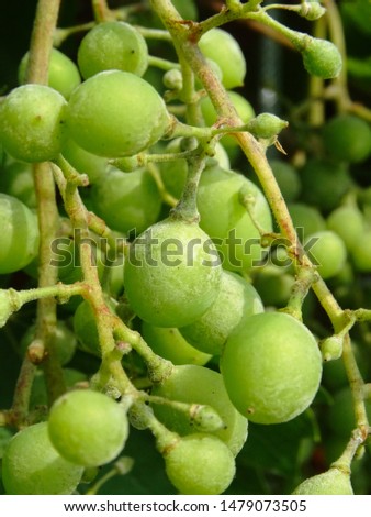 Fungi growing on wine grapes, known as Powdery mildew,scientific name Uncinula necator
