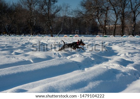 Adorable funny black pincher plays in the snow, Dog playing in the snow