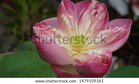flower lotus pink cute picture beautiful 
