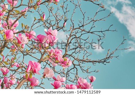 Magnolia tree blooms in large beautiful pink flowers of magnolia. Nature.