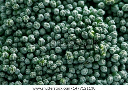 Fresh Broccoli on white background , close up texture background