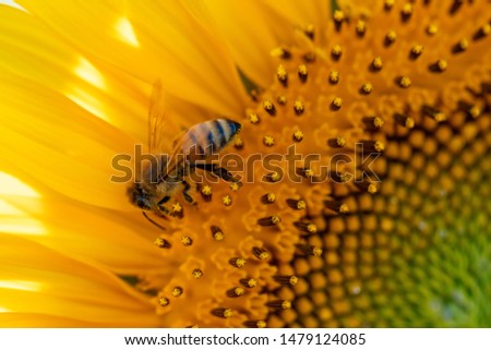 Honey Bee and Sun Flower
