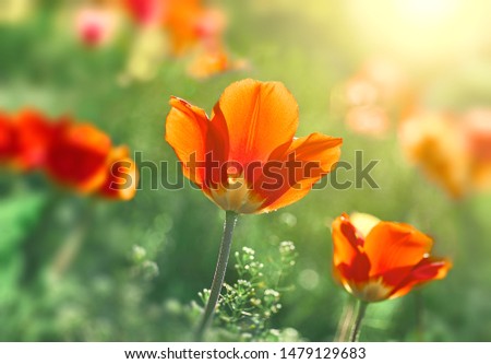 Flower tulips blooming on sunset in spring tulips garden on blurry tulips flower background.