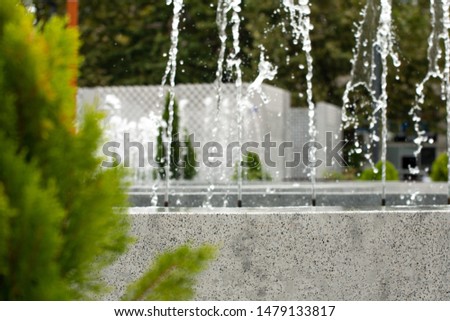 Water sprays from the fountain in focus. Green spruce bush in the foreground in blur.