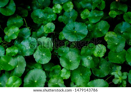 Asiatic Leaves - Green Leaf on dark black background, Water drop on Asiatic pennywort, Centella asiatica, Medical herb concept, natural green plants under sunlight using for background or wallpaper. Royalty-Free Stock Photo #1479143786