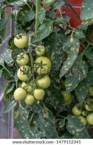 Long truss of fat healthy green tomatoes hanging next to damaged or diseased leaves with evenly spaced yellow, beige and brown spots. Indication of fungus, virus infection or nutrient deficiency.