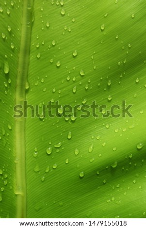 Close-up Water drops on green leaf, Bright and dark on convex and concave surface of Bird's-nest fern, Freshness of plants after rain fall