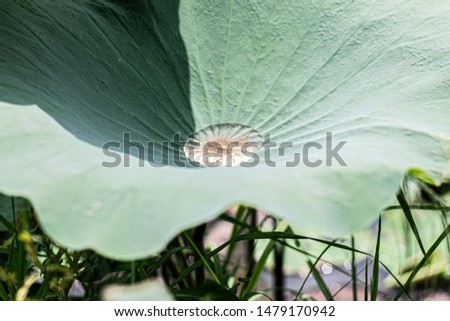Lotus leaf with rolling water