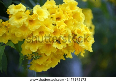 Refreshing yellow flowers with bees come to eat, sweet water is a natural to look at.