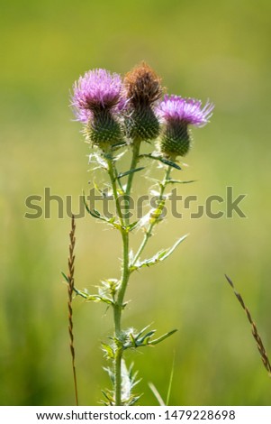 Bud of thistle buds and flowers on a summer field. Jagged green leaves and stalk. Blurred background. Thistle flowers are a symbol of Scotland.