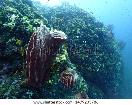 Scuba Diving in Havelock, Andaman Discover the Magical under water world by Scuba Diving the Ultimate Sites on Aqua Nomads exclusive Boat Nautilus. Every Dive site is different.