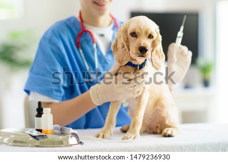 Vet examining dog. Puppy at veterinarian doctor. Animal clinic. Pet check up and vaccination. Health care for dogs.
