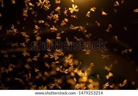 Abstract, creative motion blur background of flying insects in the night.