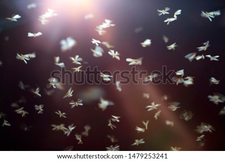 Abstract, creative motion blur background of flying insects in the night.
