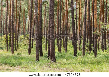 Pine forest. Beauty nature background