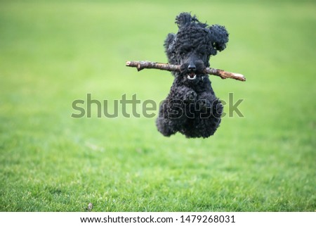 Crazy Running and flying happy dog  Royalty-Free Stock Photo #1479268031