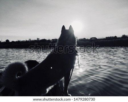 Dog on the lake black and white picture