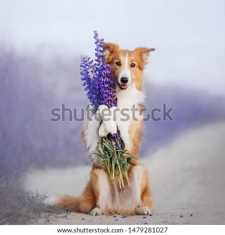 Border Collie sits on its hind legs and holds a bouquet of flowers in its paws