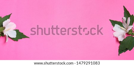 Flat lay composition with tropical Hibiscus flowers on pink background. Space for text