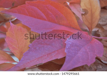 charming beauty of autumn fading yellowing leaves