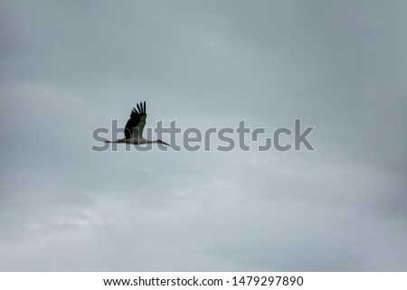 Russia. far East. Summer rain. Picture of a flying stork.