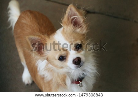 beautiful chihuahua dog head portrait outdoor