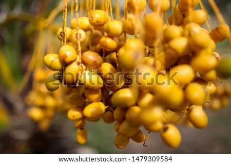 Date palm is the fruit That is currently popular in Thailand
