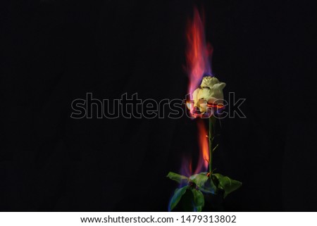 Rose in fire. Beautiful photo of a white rose on a black background on fire with place for text