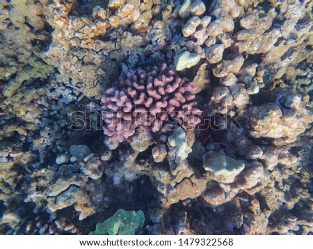 Corals are marine invertebrates within the class Anthozoa of the phylum Cnidaria. They typically live in compact colonies of many identical individual polyps.