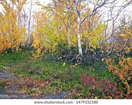 Autumn forest. The leaves of the grass and the trees turned yellow and turned red. Autumn landscape
