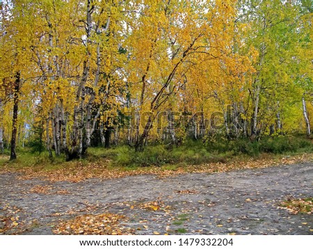 Autumn in the forest. Yellow leaves of birches. Birch in fall leaf fall