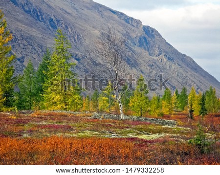 Autumn forest. The leaves of the grass and the trees turned yellow and turned red. Autumn landscape