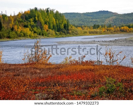River and forest. Autumn landscape on the Yamal Peninsula under Salekhard. Autumn forest. The leaves of the grass and the trees turned yellow and turned red. Autumn landscape