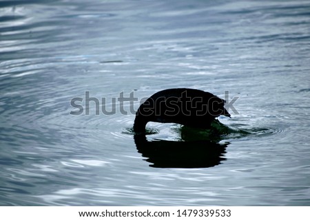 Diving duck silhouette on clean on ponds water