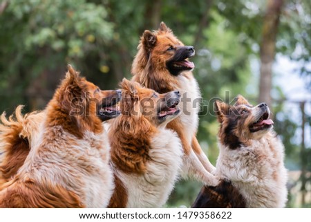 picture of a pack of cute elo dogs outdoors