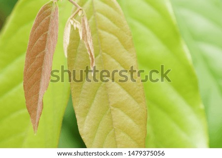 The picture is sorted, the shade of the leaf on the background blurred.
