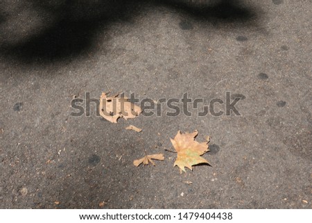 Leaves on the cement ground