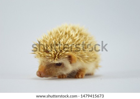 ็Hedgehog is any of the spiny nammals of the subfamily Erinaceincae.
This baby hedgehog was breed in thailand, this color is Cinnamon.