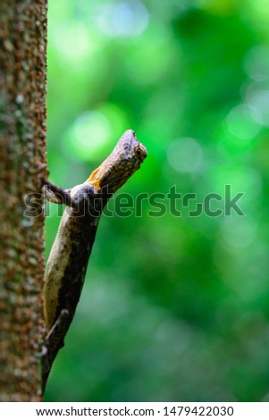 Black cameleon on tree in green forest. Animal in forest at Thailand. Nature background and outdoor