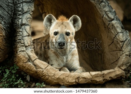 Closeup adorable Spotted Hyena in wood hole looking at the camera in the zoo