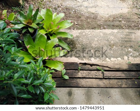Green​ Bromeliad​ decorate​ outdoor​ wooden​ terrace​ topview with​ copyspace for​ garden​ background.