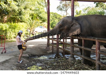 Women feeding elephant in the zoo