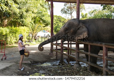 Women feeding elephant in the zoo
