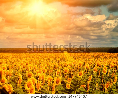 Golden summer sun over the sunflower fields, natural landscape