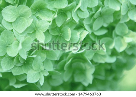 Close up of beautiful mint hydrangea flowers. Fresh romantic background. Year color concept.